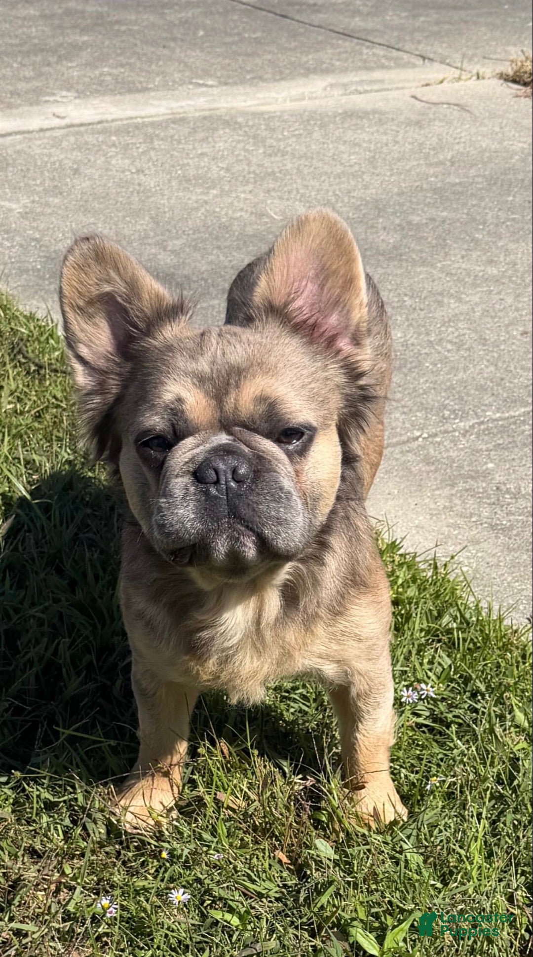French Bulldog dogs Fluffy Frenchie   - Ad 4