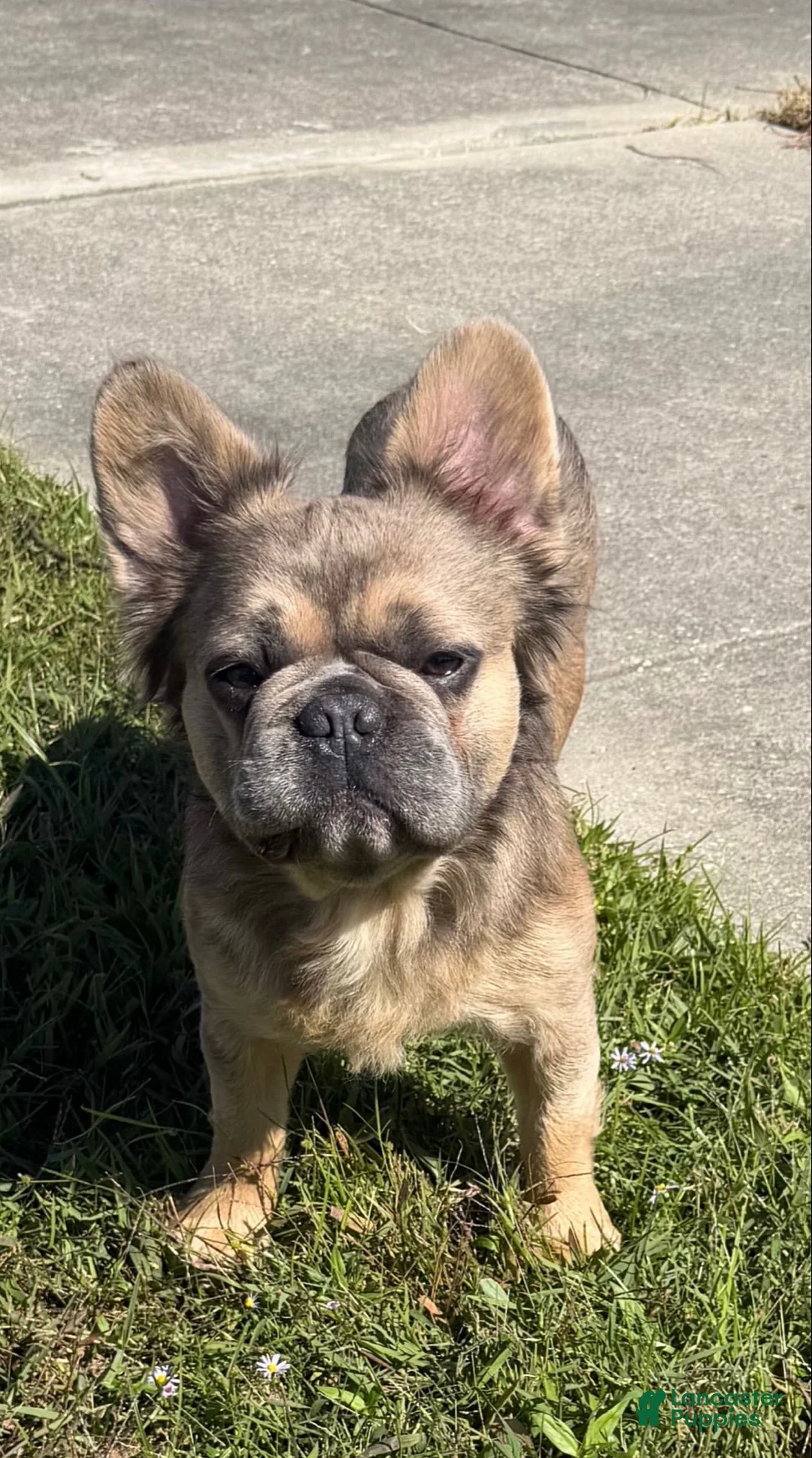 French Bulldog dogs for stud: Fluffy Frenchie   - Ad 1