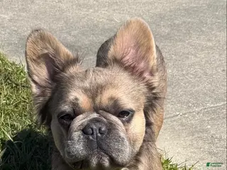 French Bulldog dogs Fluffy Frenchie - Ad 1