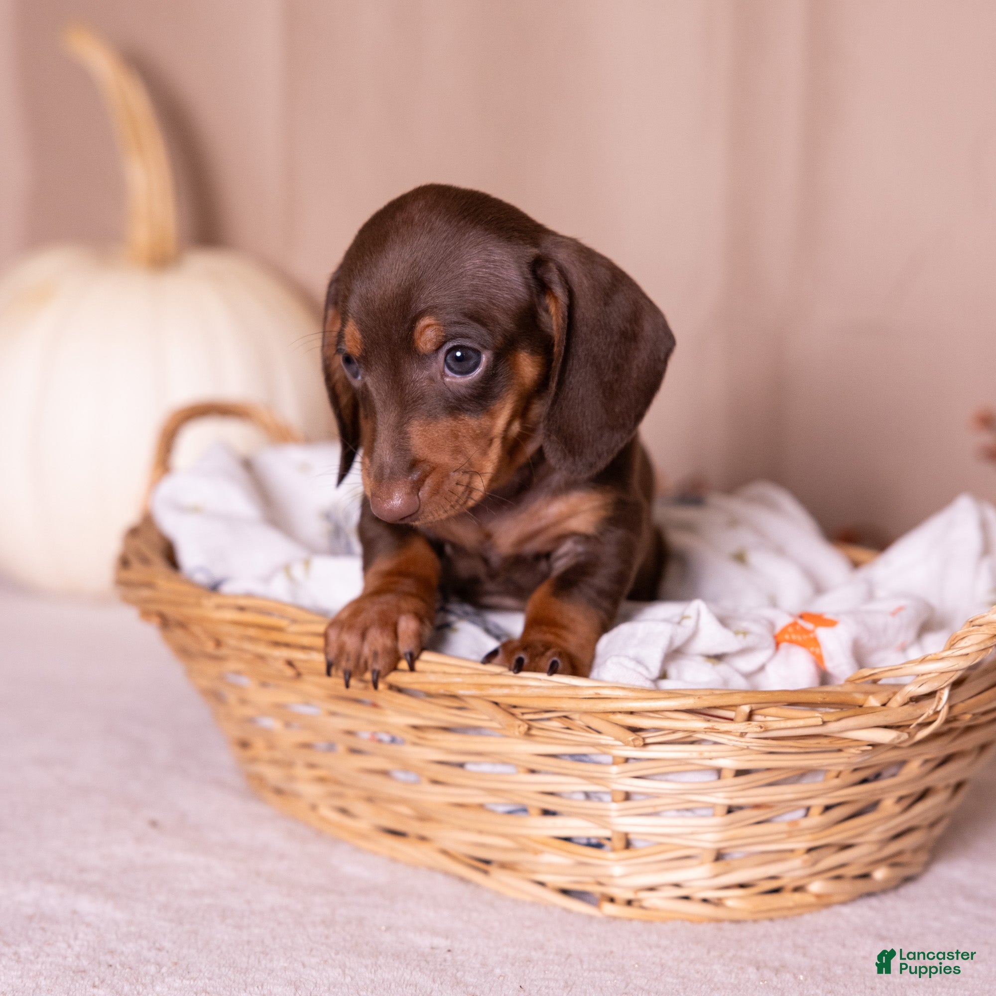 Miniature Dachshund dogs Liam - Ad 2