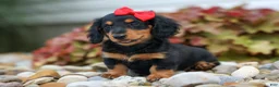 Miniature Dachshund dogs for sale: Tucker 🐶 - Ad 8