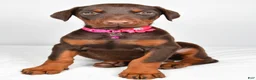 Doberman Pinscher dogs for sale: Lori - Ad 6