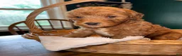 Mixed Breed dogs for sale: Sunny - Ad 5
