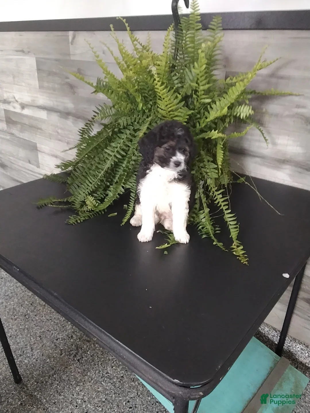 Cockapoo dogs for sale: Gunner - Ad 1