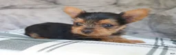 Yorkshire Terrier dogs for sale: Max  - Ad 8