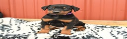 Doberman Pinscher dogs for sale: Harper - Ad 12