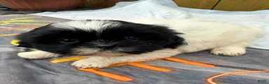Shih Tzu Puppy 1