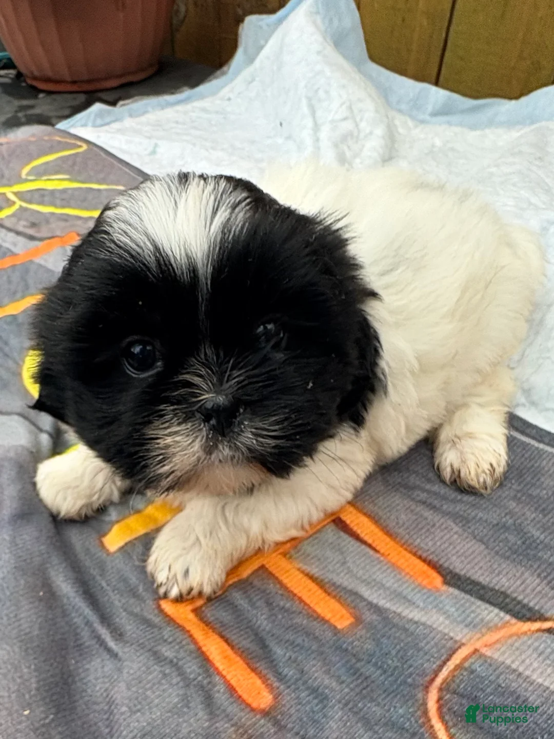 Shih Tzu dogs for sale: Shih Tzu Puppy 1 - Ad 1