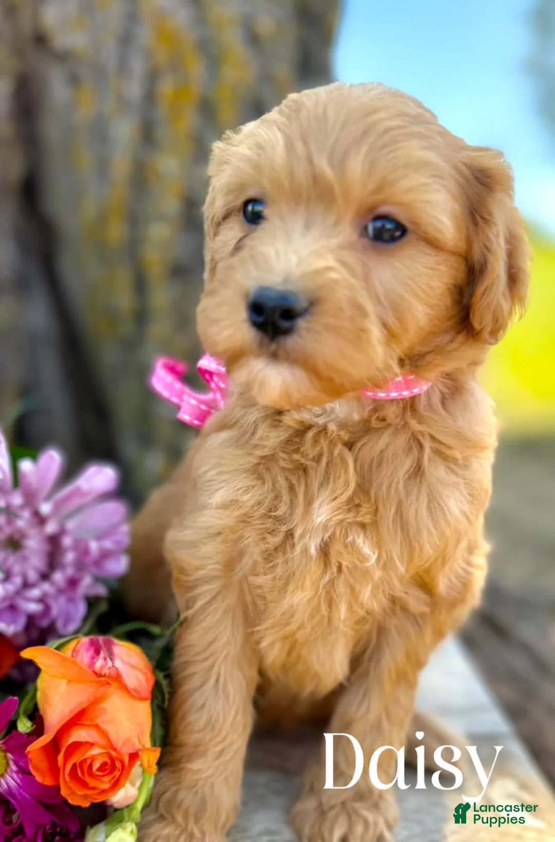 Mini Goldendoodle dogs for sale: Daisy Medium Goldendoodle Girl F1 - Ad 1
