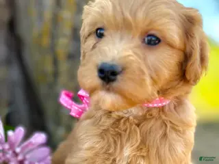 Mini Goldendoodle dogs for sale: Daisy Medium Goldendoodle Girl F1 - Ad 3