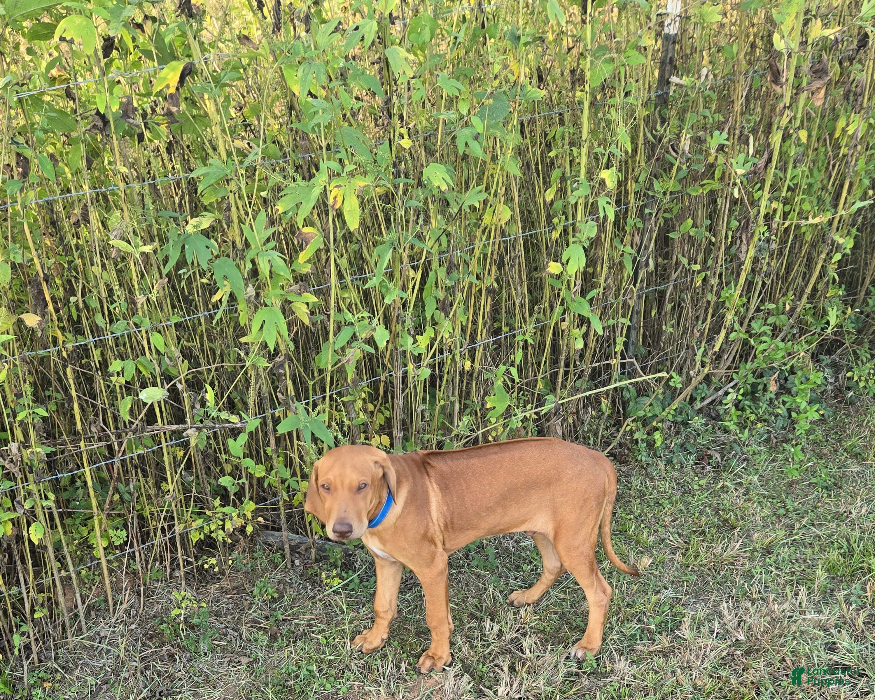 Rhodesian Ridgeback dogs for sale: Dk Blue Boy  - Ad 2