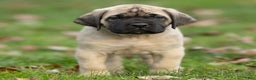 English Mastiff dogs for sale: Tucker  - Ad 3