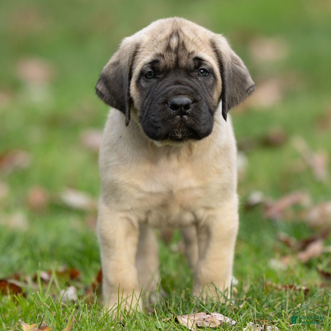 English Mastiff dogs for sale: Tucker  - Ad 3