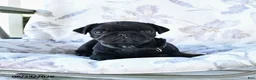 Pug dogs for sale: Marvin - Ad 4