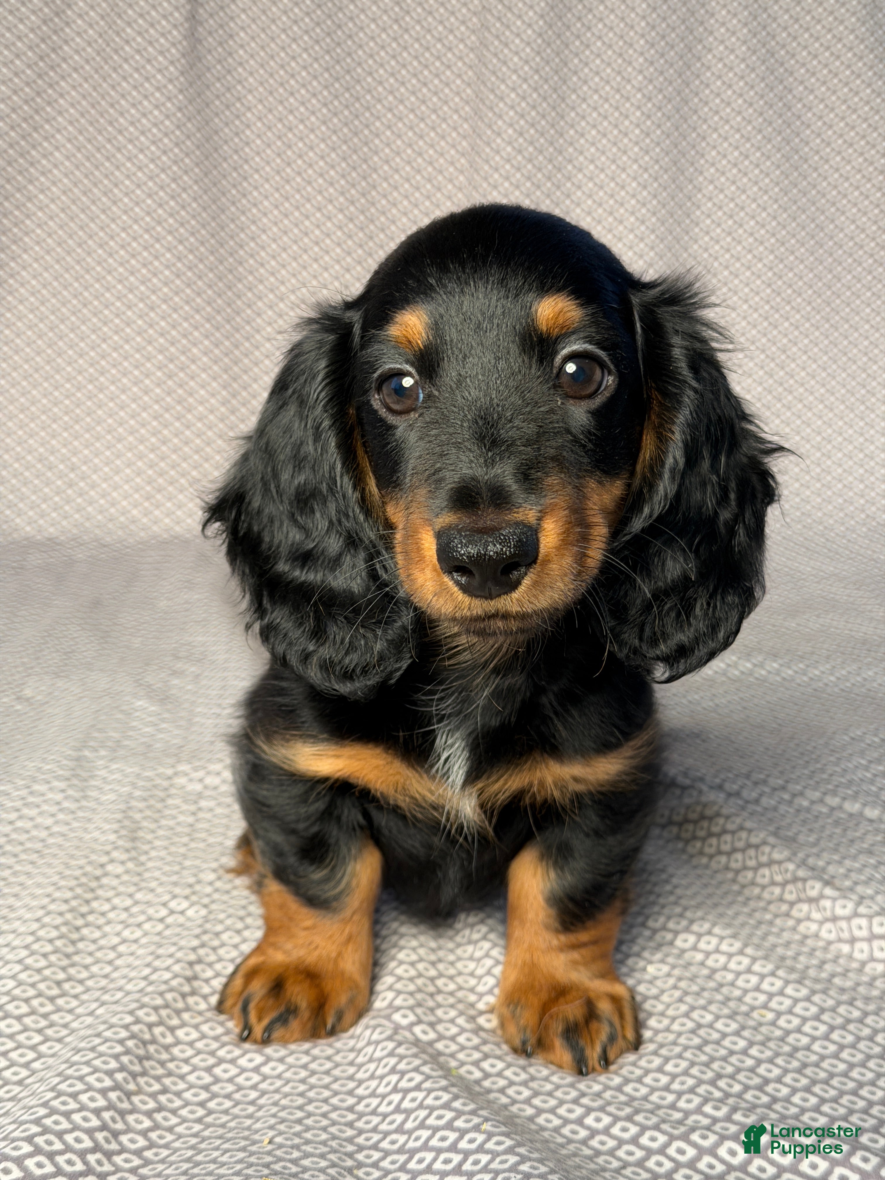 Dachshund dogs Benson - Ad 1