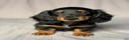 Dachshund dogs for sale: Benson - Ad 1