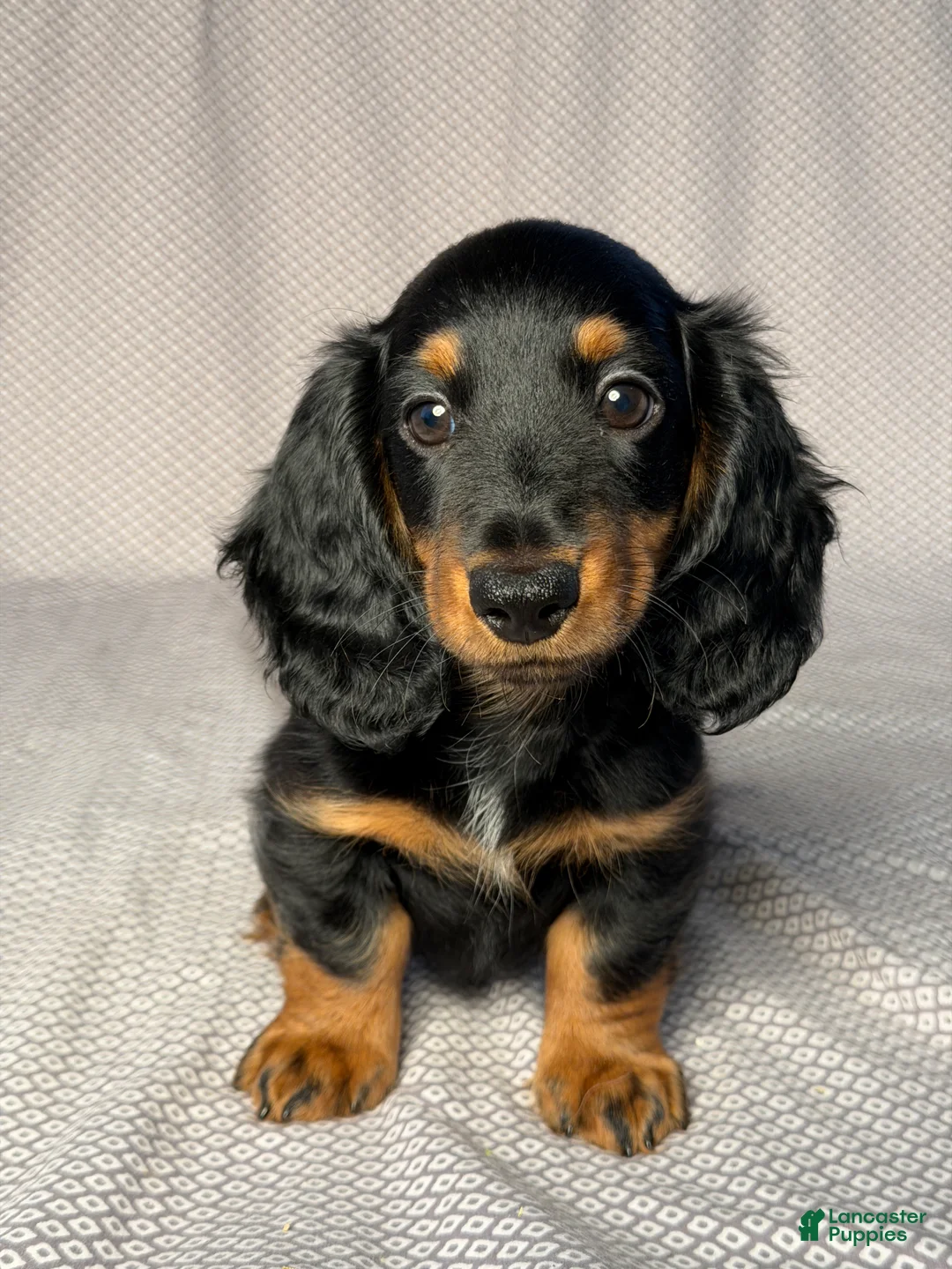 Dachshund dogs for sale: Benson - Ad 1