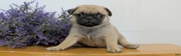 Pug dogs for sale: Namor - Ad 4