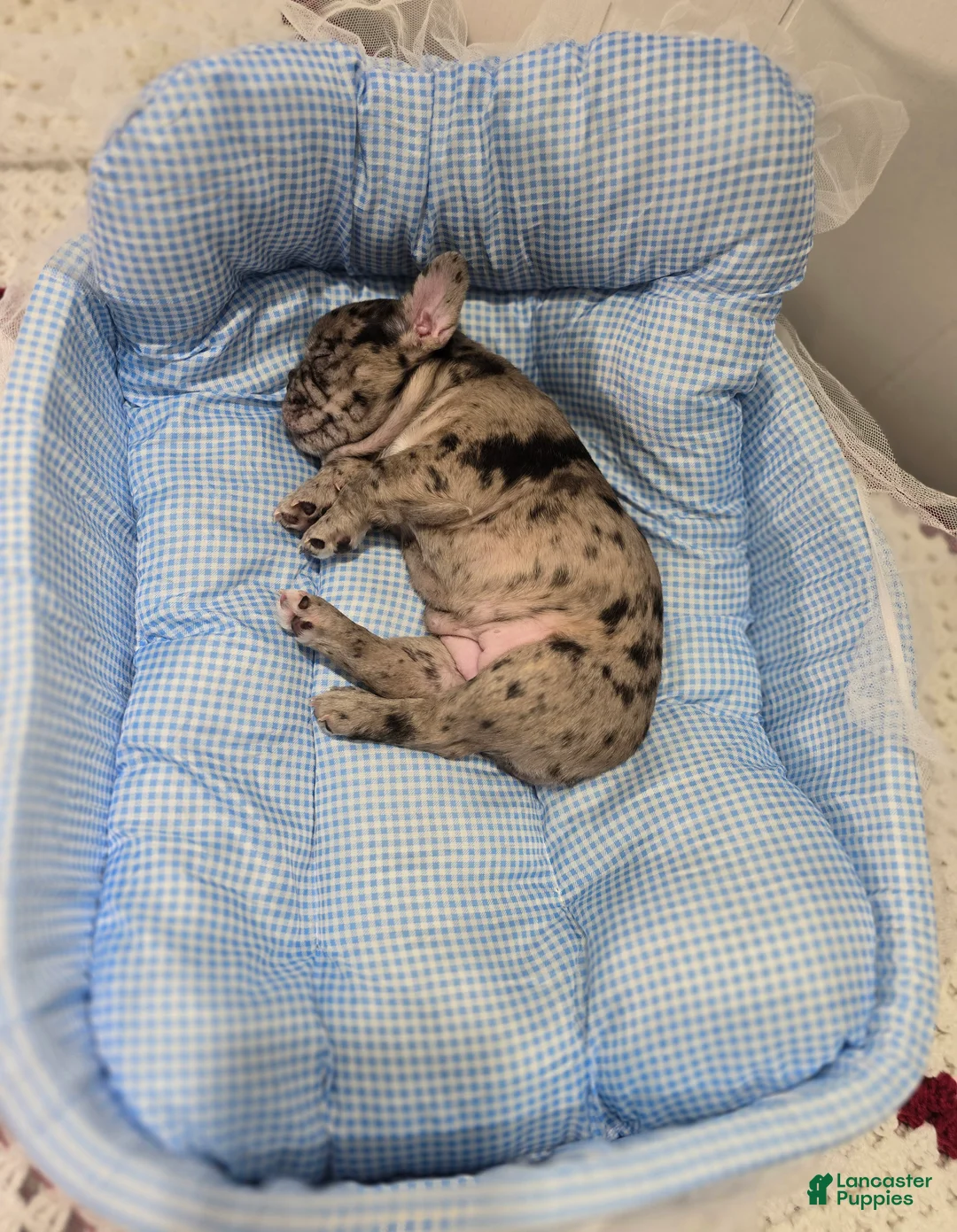 French Bulldog dogs for sale: Mag - Ad 2