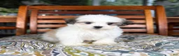 Malshi dogs for sale: Maverick  - Ad 3