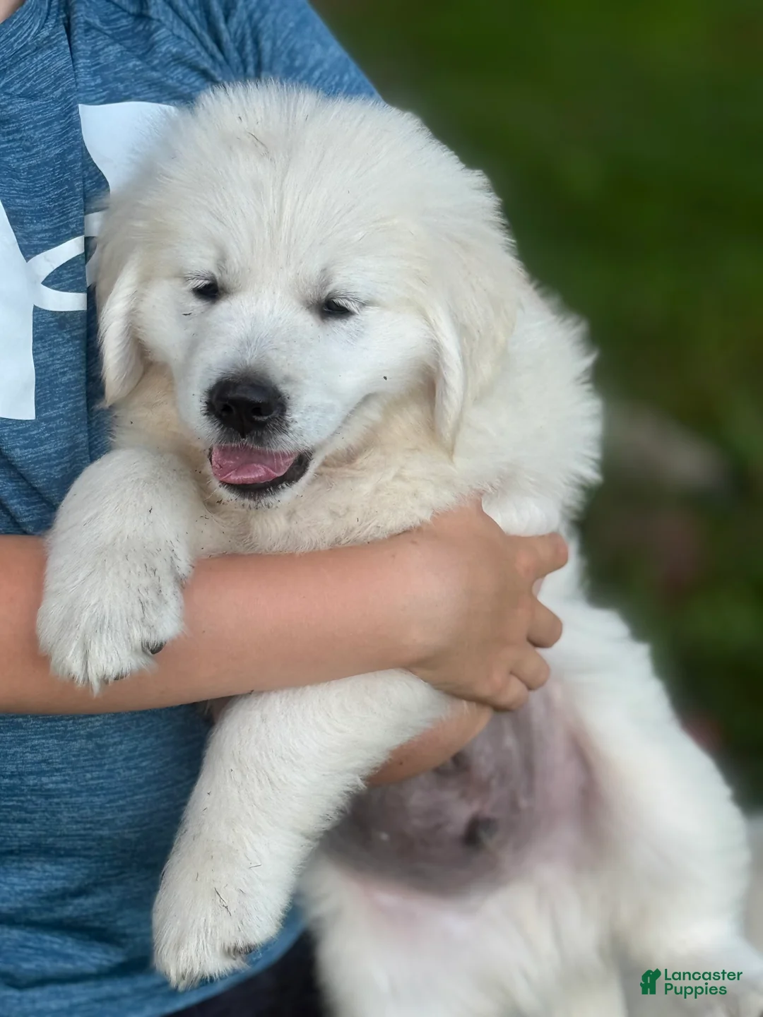 Golden Retriever dogs for sale: Marley  - Ad 2