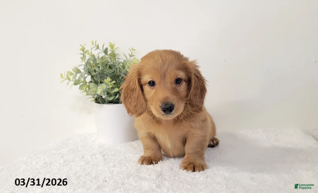 Miniature Dachshund dogs for sale: Bob - Ad 2