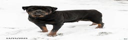 Rottweiler dogs for sale: Roxy - Ad 6