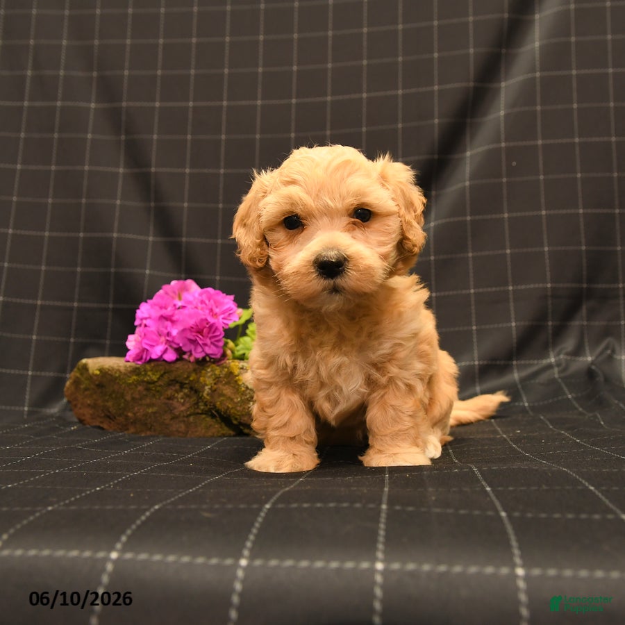 Maltipoo dogs Hamlet - Ad 1