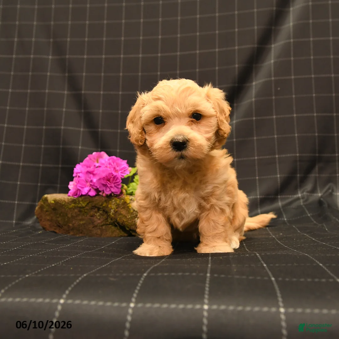 Maltipoo dogs for sale: Hamlet - Ad 1