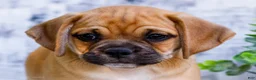 Puggle dogs for sale: Boots - Ad 2