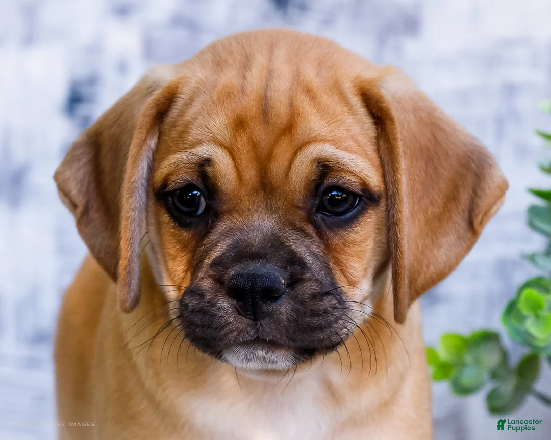 Puggle dogs for sale: Boots - Ad 2