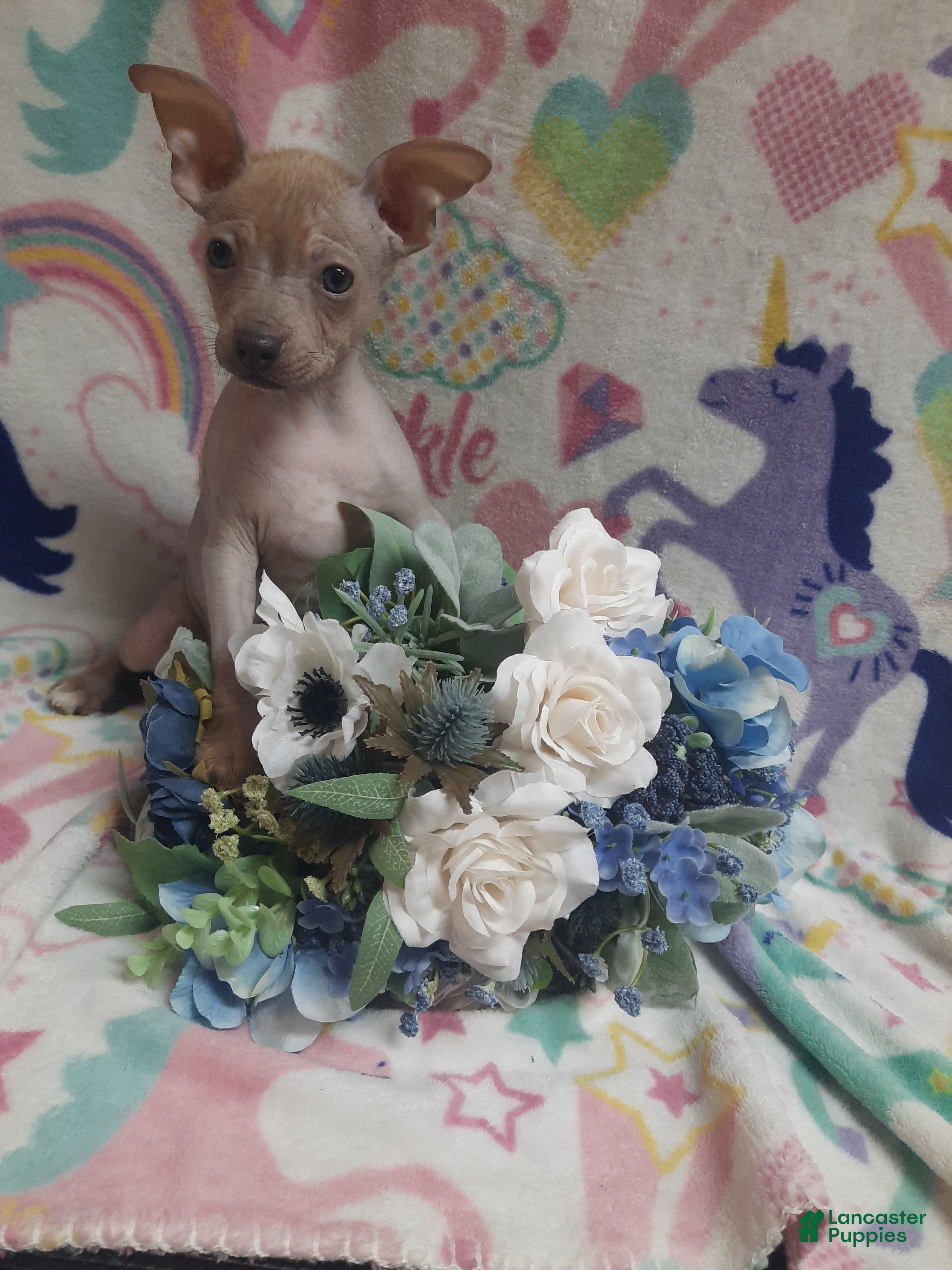 Mixed Breed dogs Tala - Ad 1