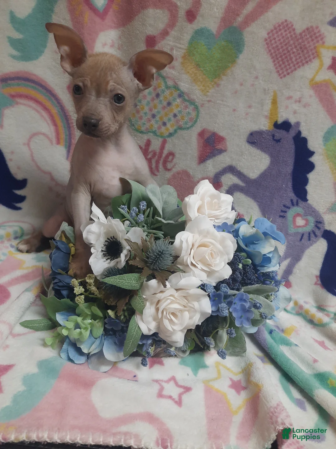 Mixed Breed dogs for sale: Tala - Ad 1