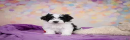 Maltipoo dogs for sale: Tyler - Ad 9