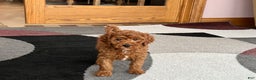 Cavapoo dogs for sale: Justin - Ad 5