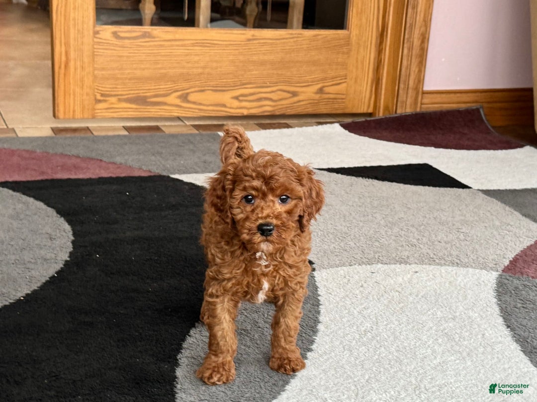 Cavapoo dogs for sale: Justin - Ad 5