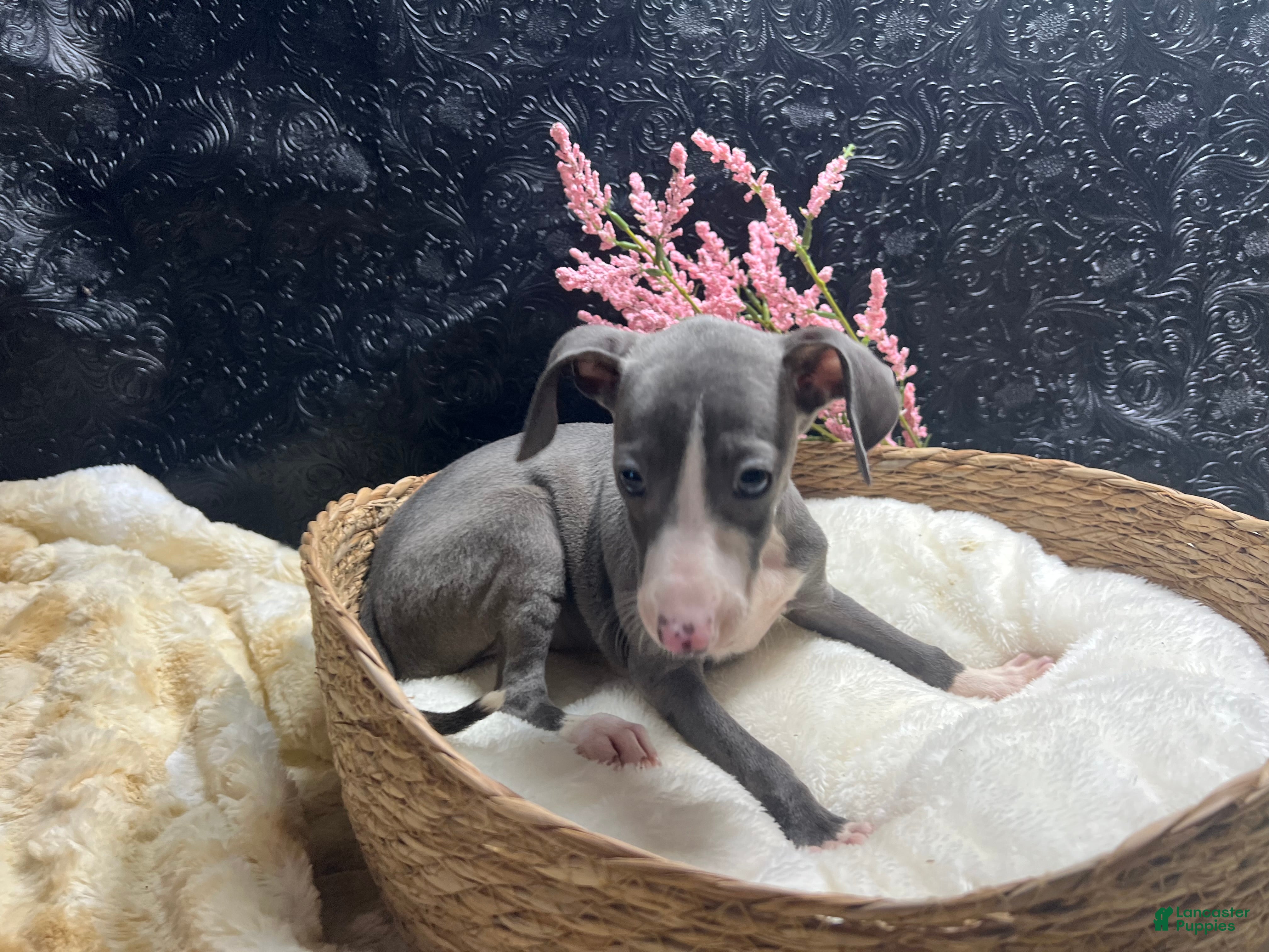 Italian Greyhound dogs Italian Greyhound 3 - Ad 2