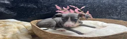 Italian Greyhound dogs for sale: Italian Greyhound 3 - Ad 2