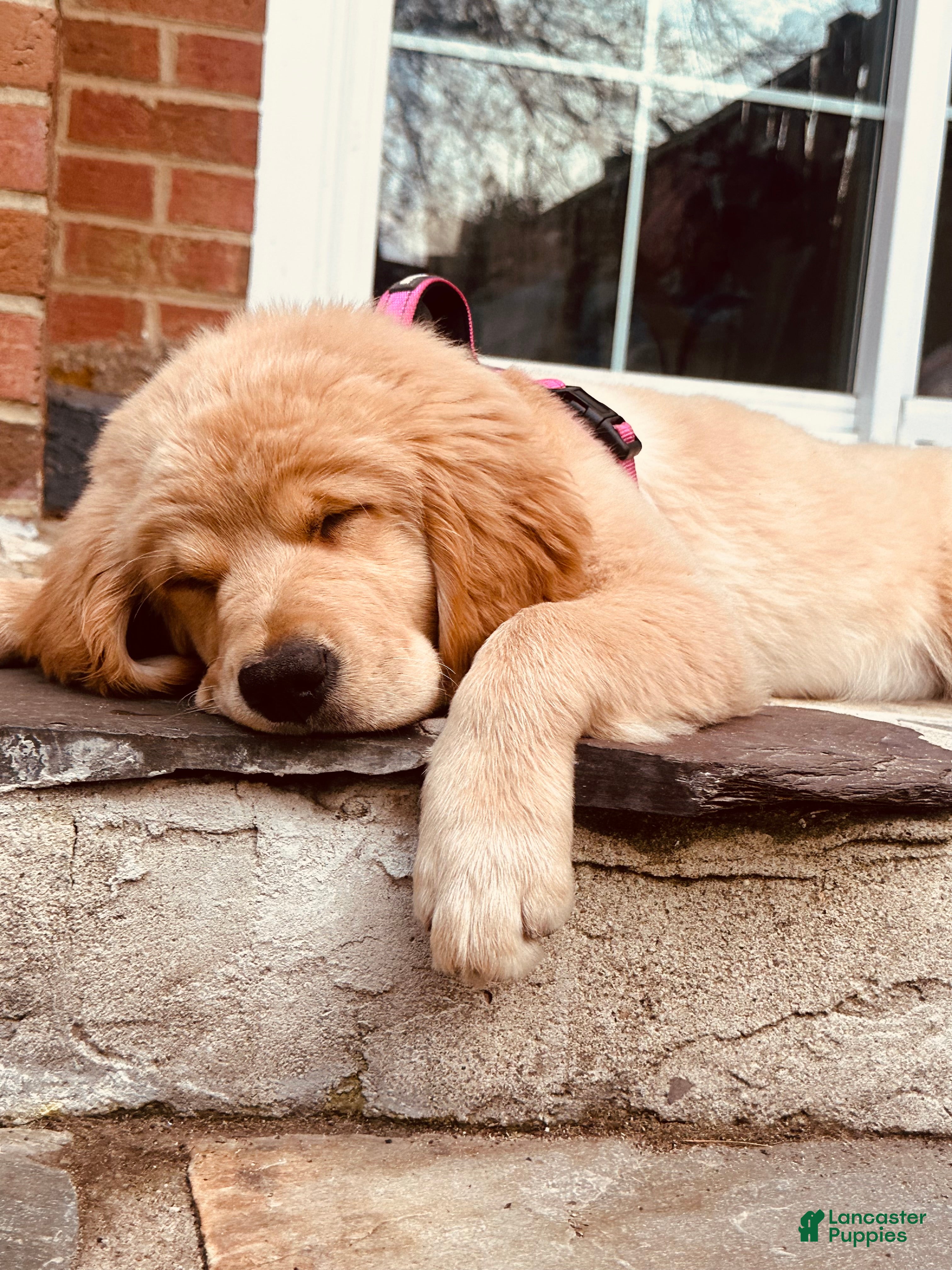 Golden Retriever dogs Golden Retriever Puppy “Ollie”  - Ad 2