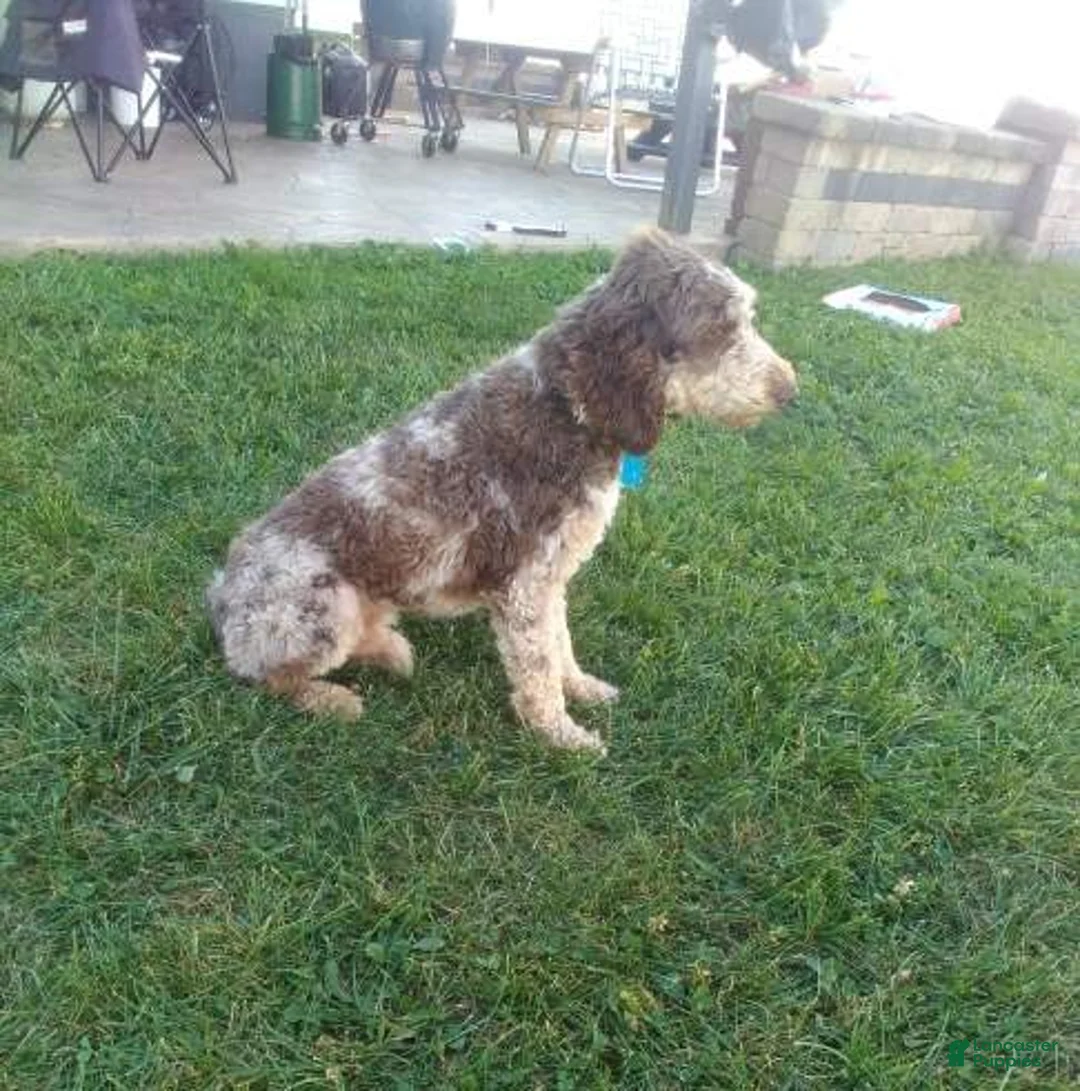 Miniature Labradoodle dogs for sale: Sunshine - Ad 12