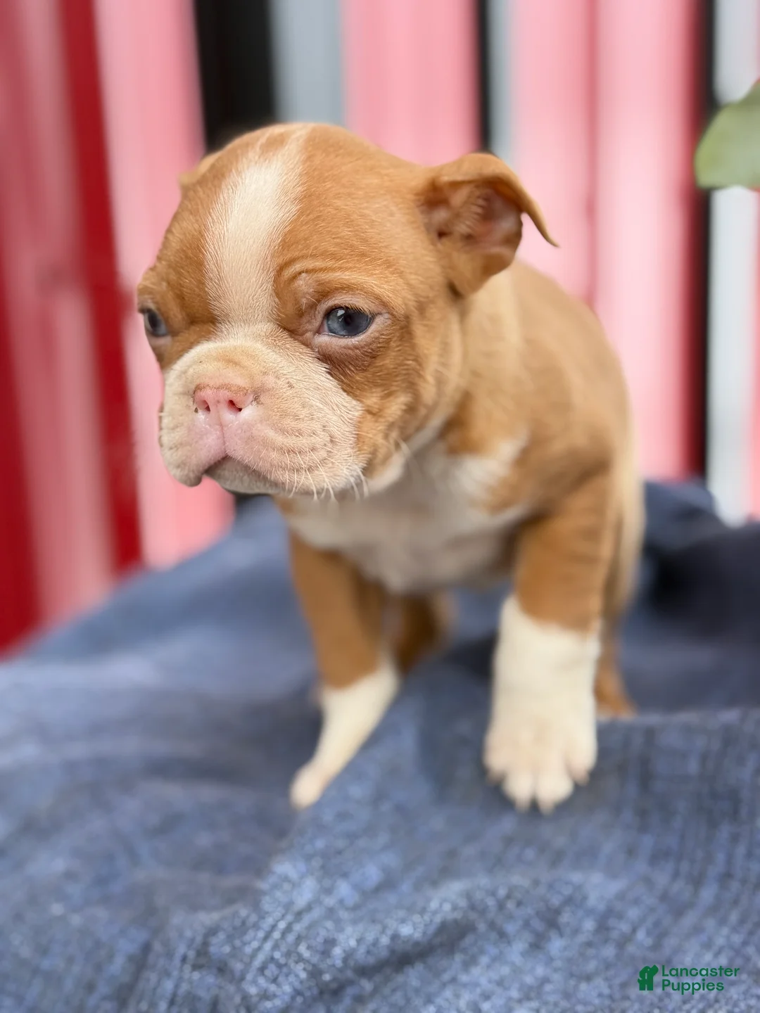 Boston Terrier dogs for sale: Bonny - Ad 10