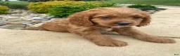 Cockapoo dogs for sale: Cash - Ad 8