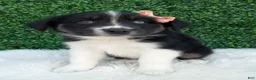 Australian Shepherd dogs for sale: Skye - Ad 3