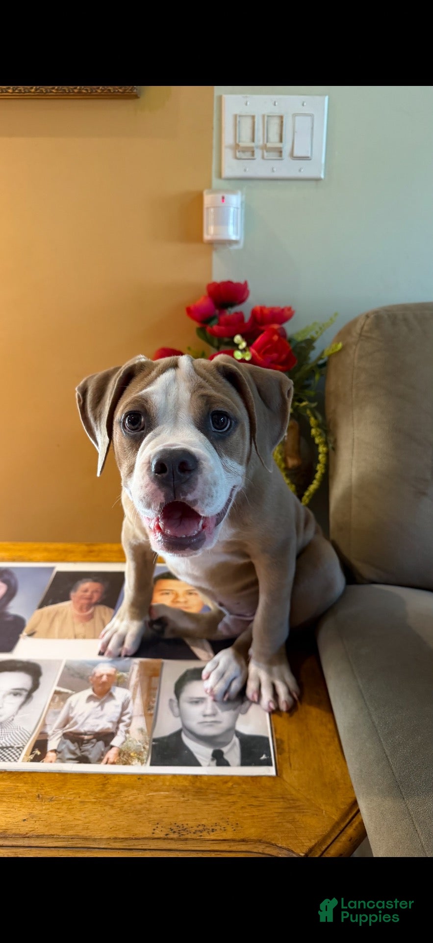 Olde English Bulldogge dogs Olde English Bulldogge 1 - Ad 37