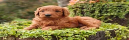 Goldendoodle dogs for sale: Nutmeg - Ad 10
