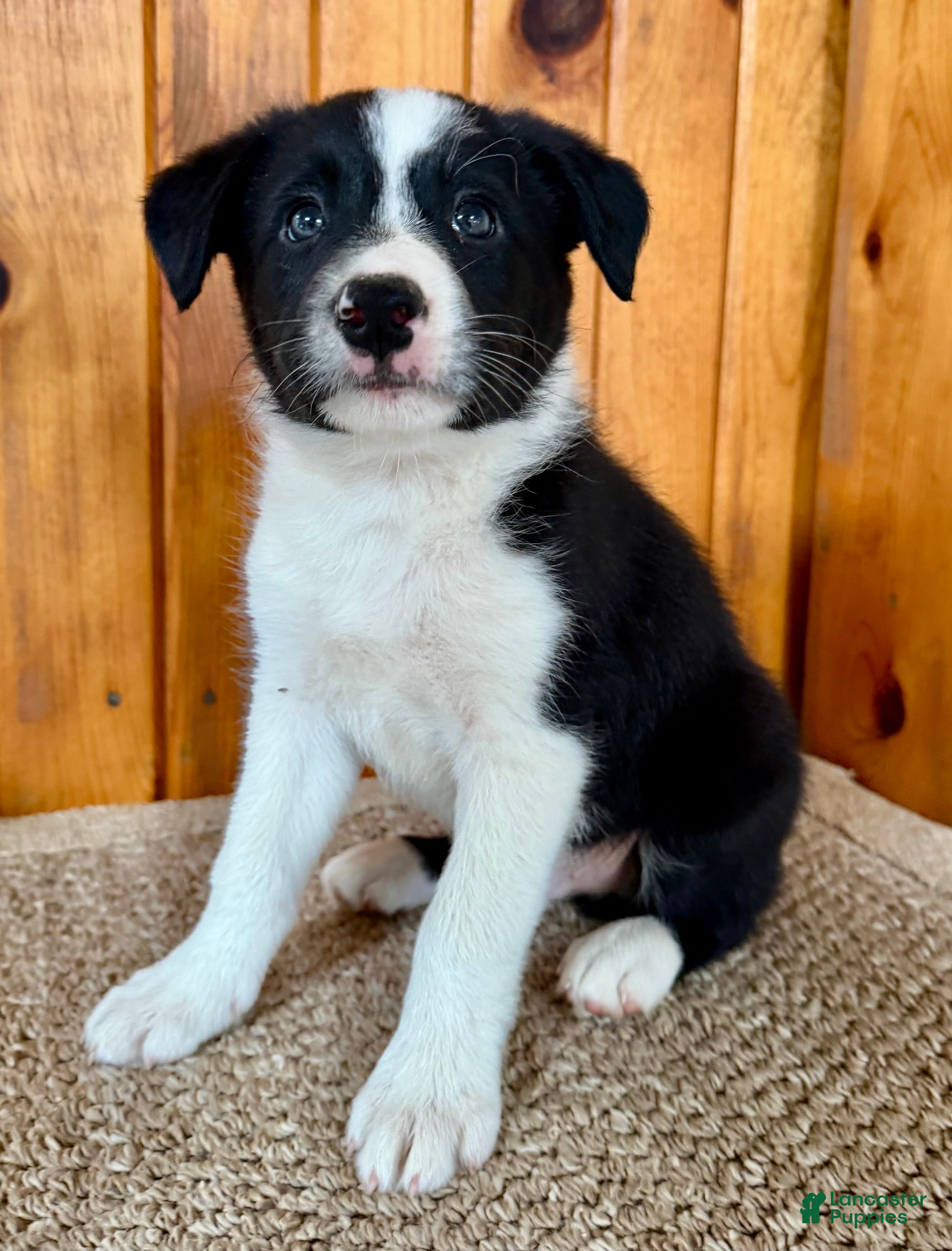 Border Collie dogs Nick  - Ad 2