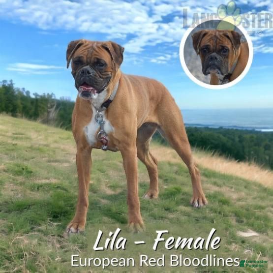 Boxer dogs Laurel Lila - Ad 2