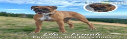 Boxer dogs for stud: Laurel Lila - Ad 1