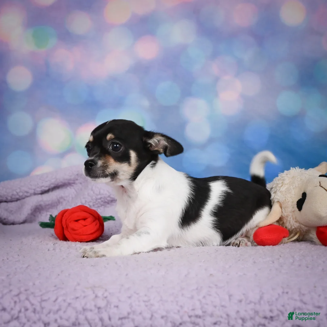 Chihuahua dogs for sale: OTIS - Ad 2