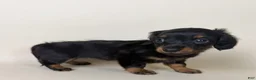 Miniature Dachshund dogs for sale: Dolly  - Ad 3